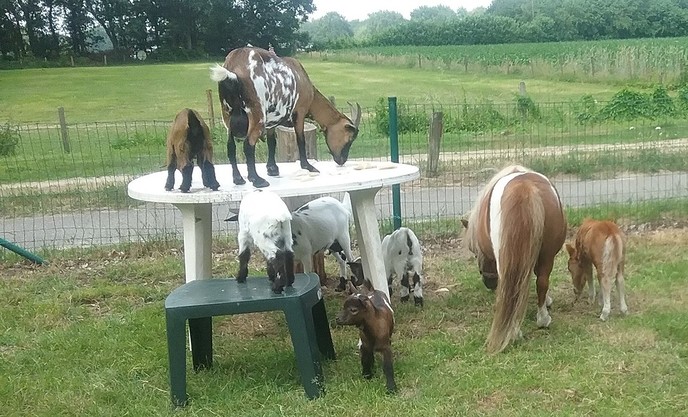 Veel belangstelling voor ini miny pony - Foto: Eigen geleverde foto