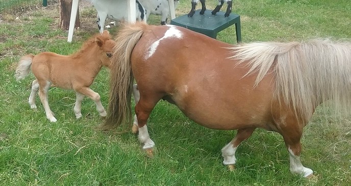 Veel belangstelling voor ini miny pony - Foto: Eigen geleverde foto