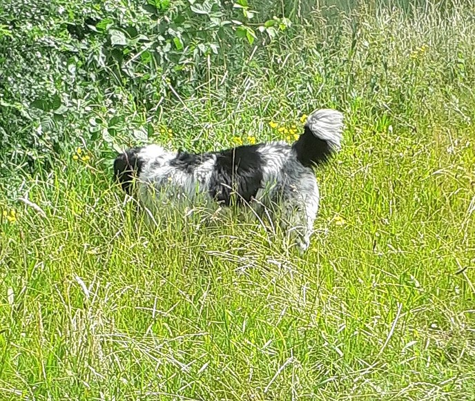 Loslopende hond - Foto: Eigen geleverde foto