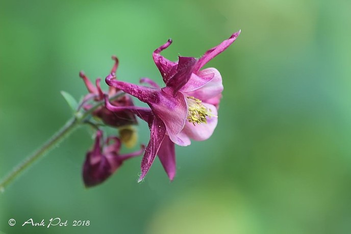 Foto van de maand - Foto: Ank Pot