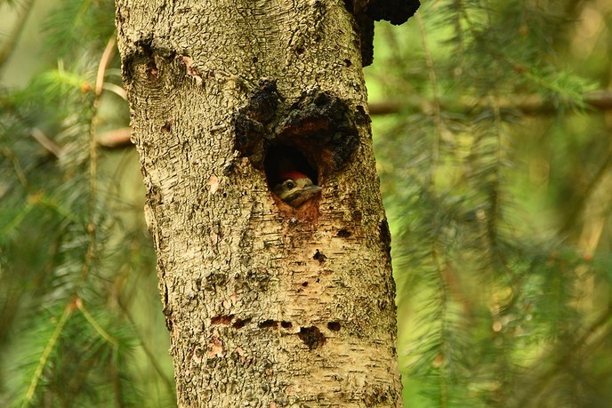 Jonge spechten in boomholte. - Foto: Eigen geleverde foto