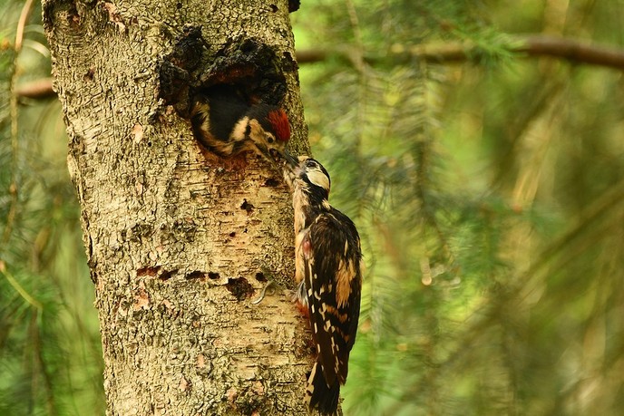 Jonge spechten in boomholte. - Foto: Eigen geleverde foto