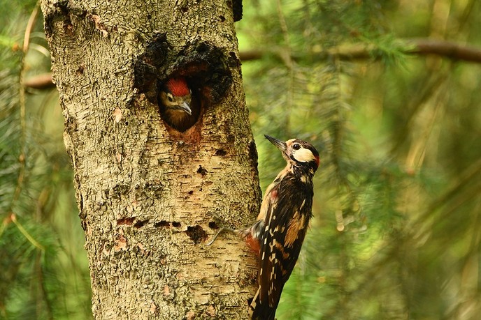 Jonge spechten in boomholte. - Foto: Eigen geleverde foto