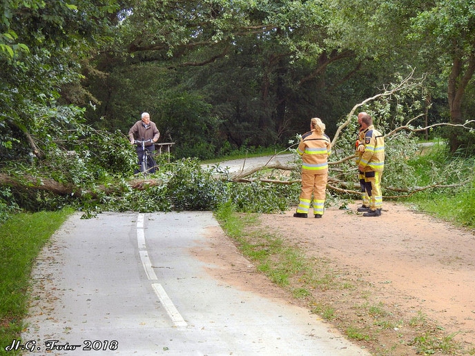 Omgevallen boom zorgt voor file op de Oude Oever