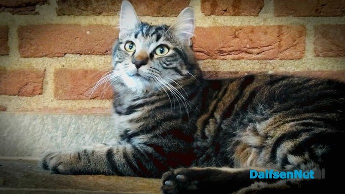 Vermiste kat is weer terug - Foto: Ingezonden foto