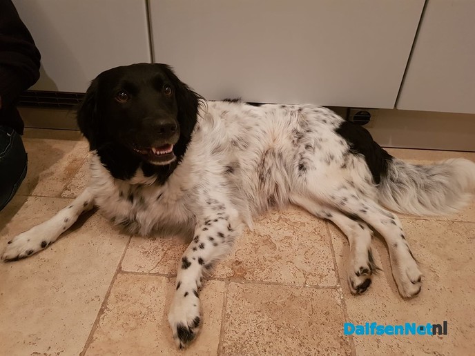 Hond gevonden en weer terug bij eigenaar - Foto: Ingezonden foto