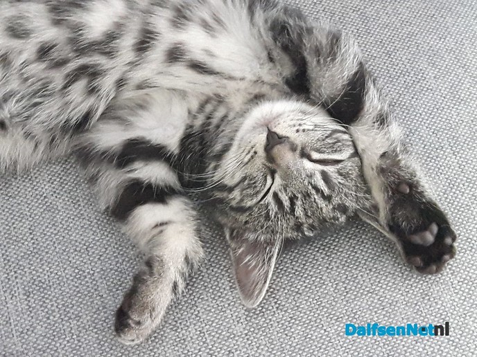 Jonge Poes vermist - Foto: Ingezonden foto