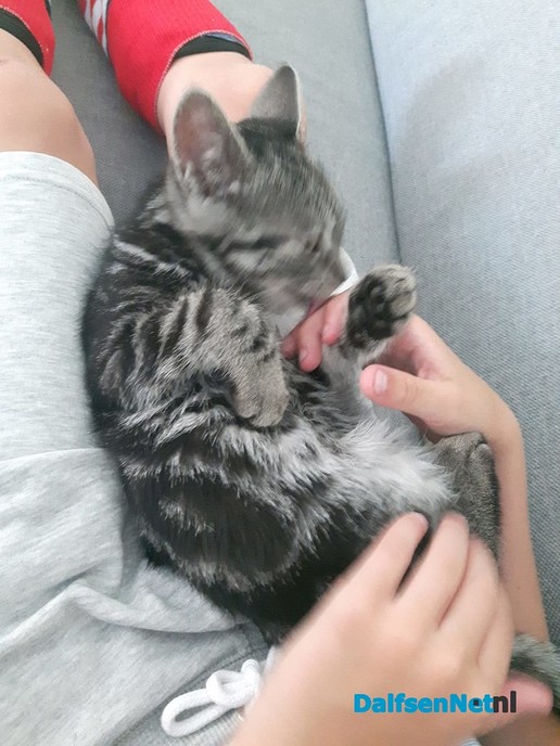 Jonge Poes vermist - Foto: Ingezonden foto