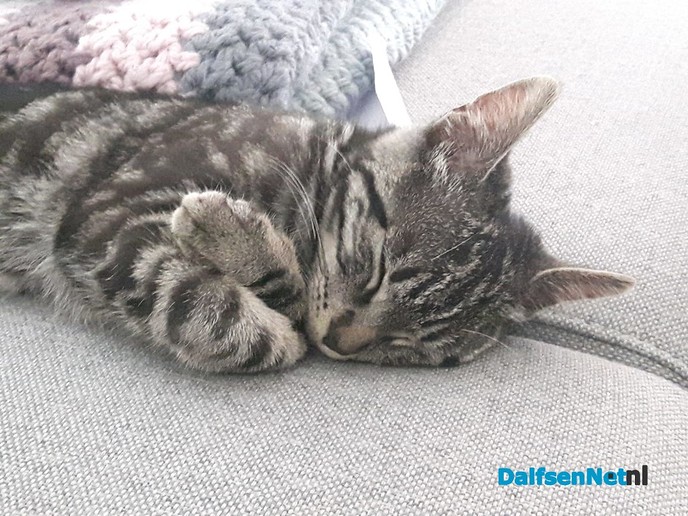 Jonge Poes vermist - Foto: Ingezonden foto