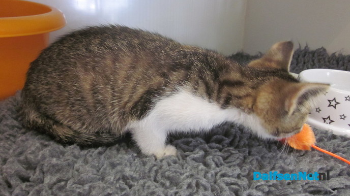 Nog een gevonden kitten - Foto: Ingezonden foto
