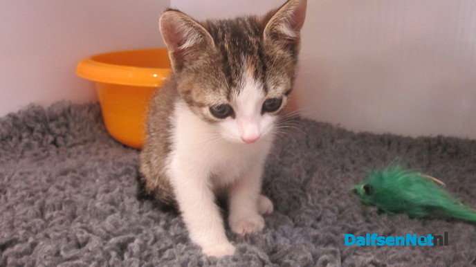 Nog een gevonden kitten - Foto: Ingezonden foto