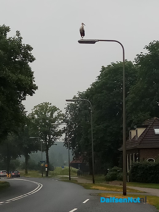 Ooievaar gespot op een lantaarnpaal - Foto: Ingezonden foto