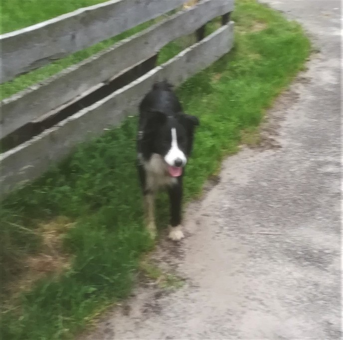 Van wie is deze hond - Foto: Eigen geleverde foto