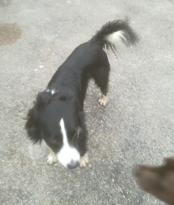 Van wie is deze hond - Foto: Eigen geleverde foto
