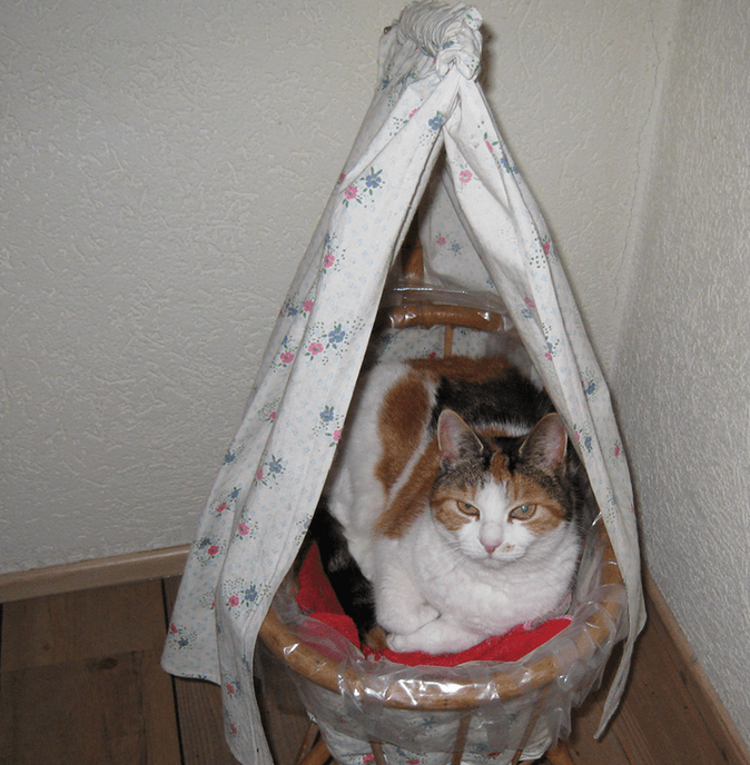 Kat vermist  en weer terug - Foto: Eigen geleverde foto