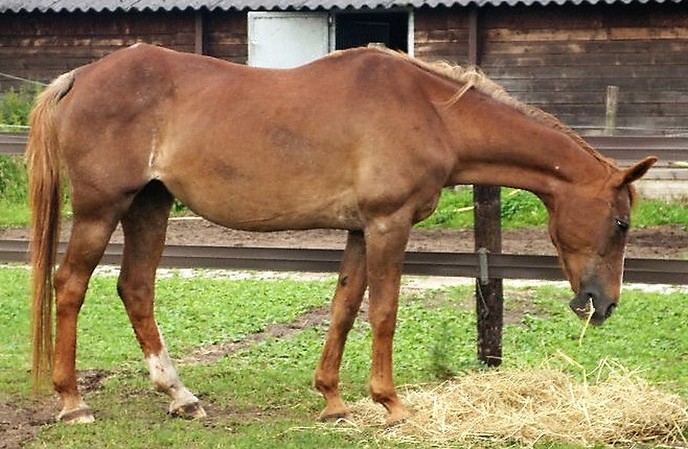 Paarden knuffelen, nu buiten - Foto: Eigen geleverde foto