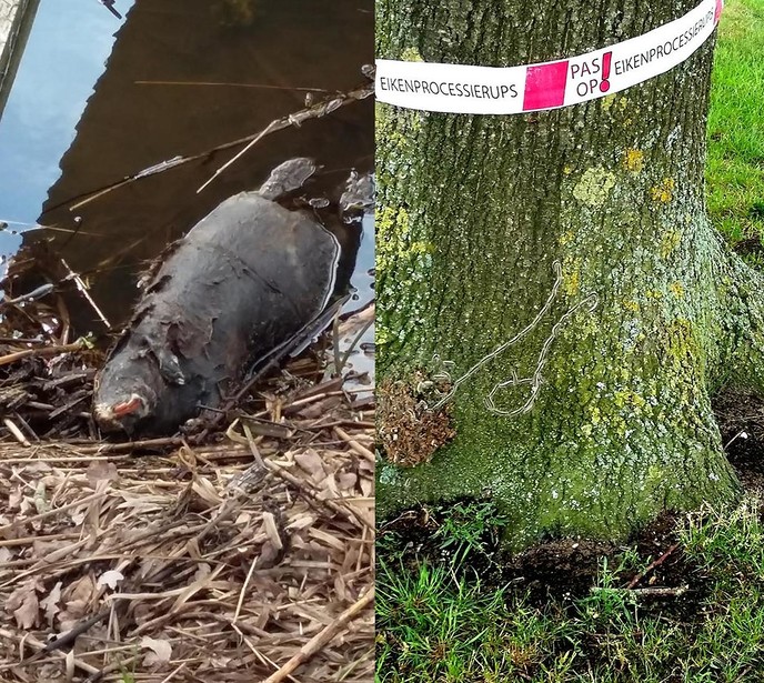 Sluizenissen Deel 2 - Foto: Eigen geleverde foto