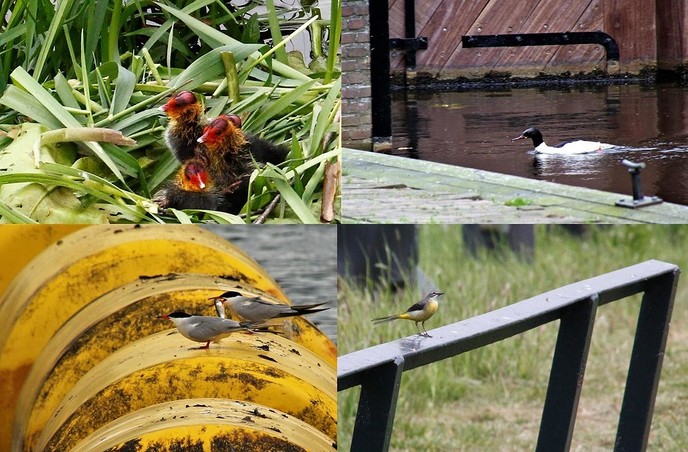 Sluizenissen Deel 2 - Foto: Eigen geleverde foto