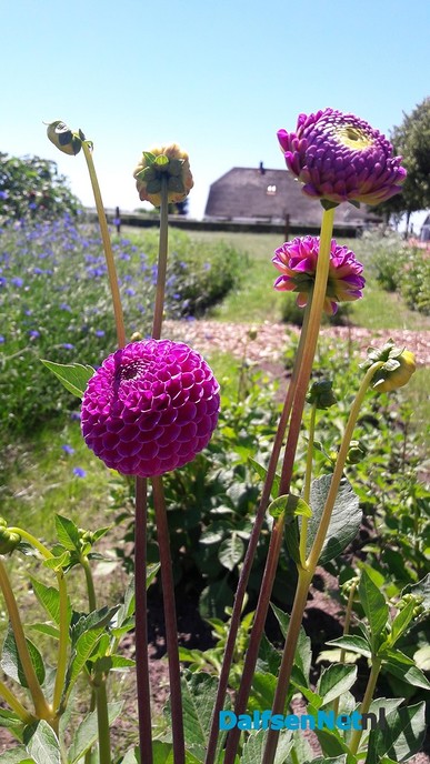 Pluktuin en maisdoolhof bij De Dolle Deel - Foto: Wim