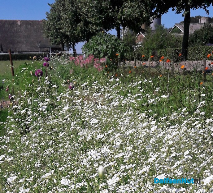 Pluktuin en maisdoolhof bij De Dolle Deel - Foto: Wim