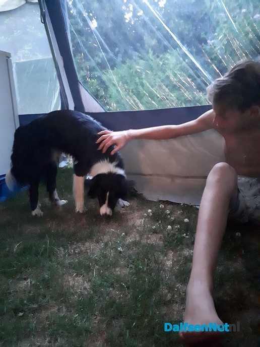 Hond gevonden - Foto: Ingezonden foto