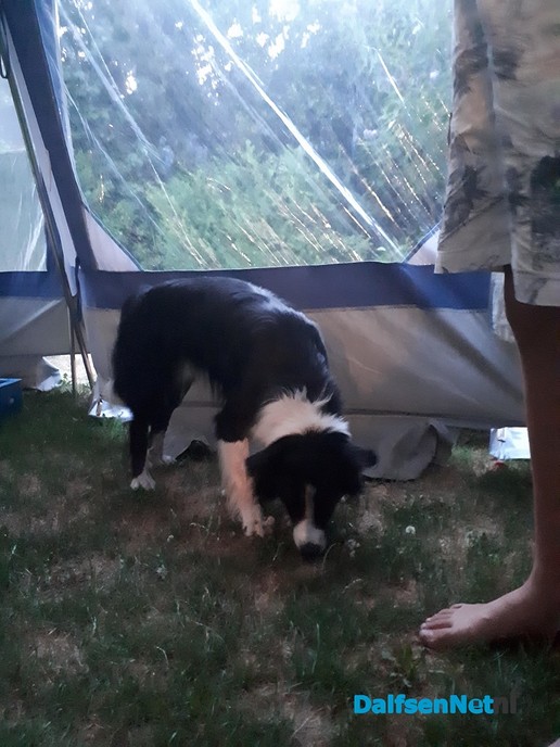 Hond gevonden - Foto: Ingezonden foto