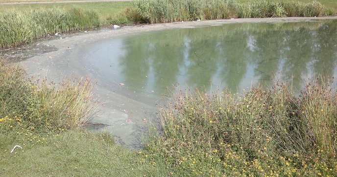 Blauwalg komt tot bloei - Foto: Eigen geleverde foto