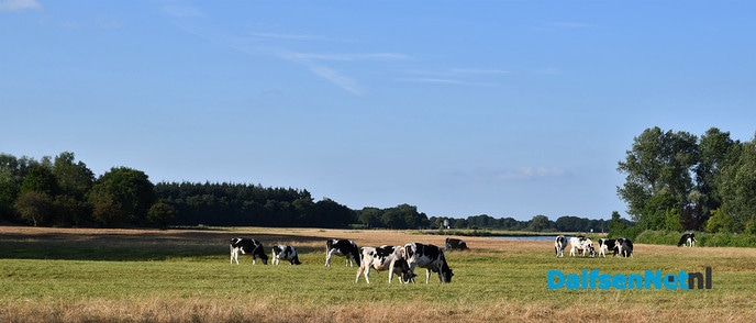 Het gras is op, dus staan de koeien op winterrantsoen - Foto: Johan Bokma