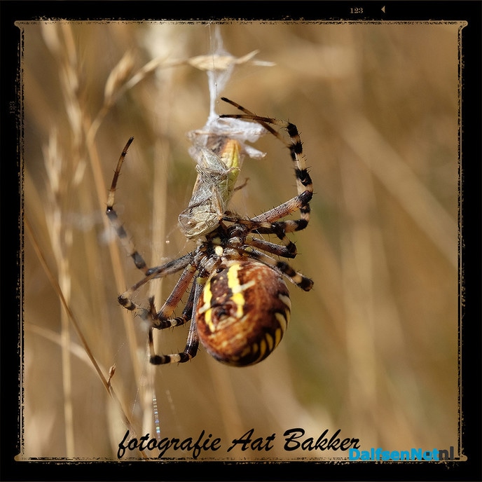 Levendige beestjes in het dode gras - Foto: Ingezonden foto