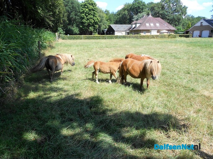 De mooiste hobby van Herman Pot: Pony’s