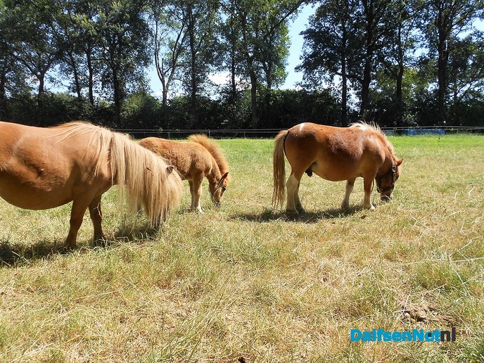 De mooiste hobby van Herman Pot: Pony’s