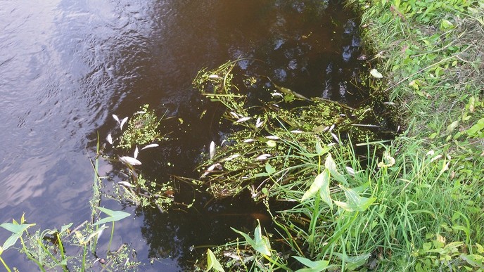 Veel dode vissen in sloot Oudleusen - Foto: Eigen geleverde foto