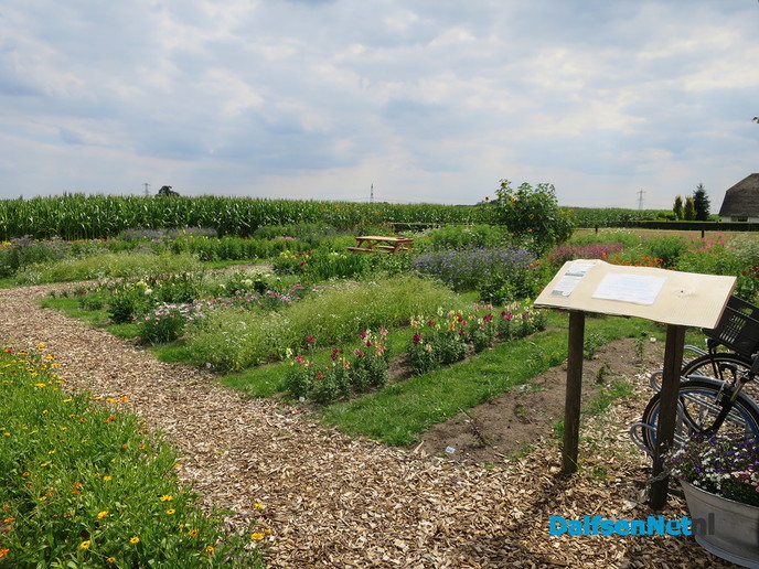 Maisdoolhof Molenhoekweg groot succes - Foto: Wim