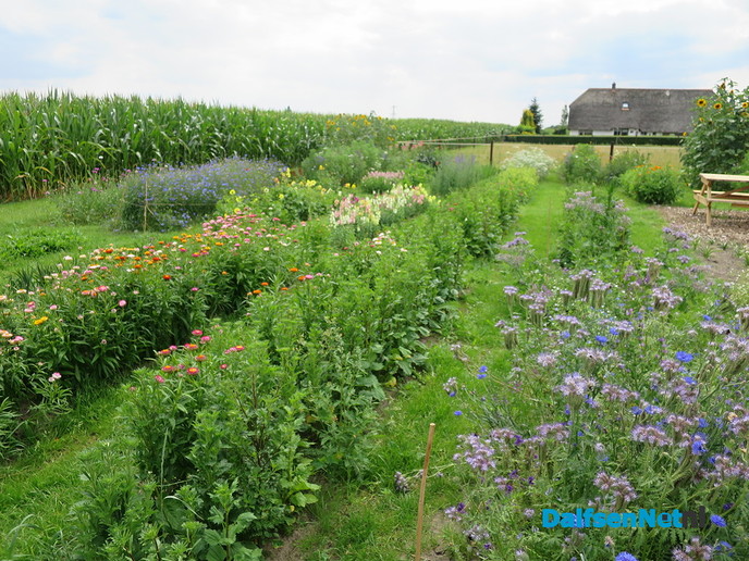 Maisdoolhof Molenhoekweg groot succes - Foto: Wim