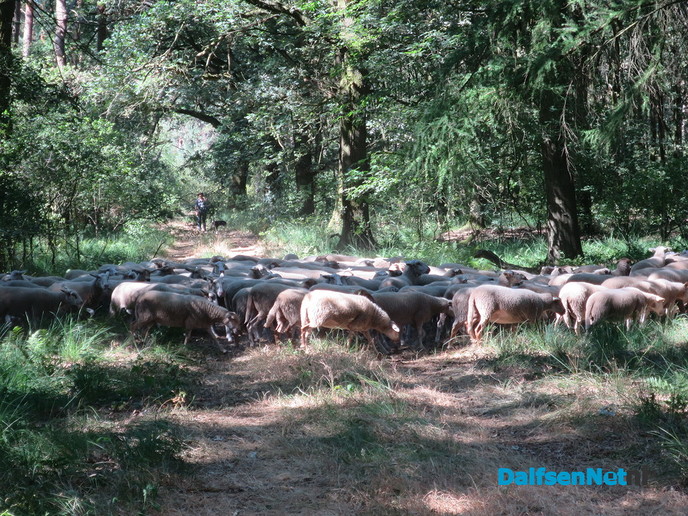 Deze week 200 schapen op Rechterenseveld - Foto: Wim