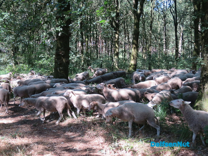 Deze week 200 schapen op Rechterenseveld - Foto: Wim