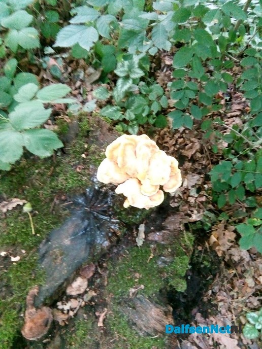 Herfst? - Foto: Ingezonden foto