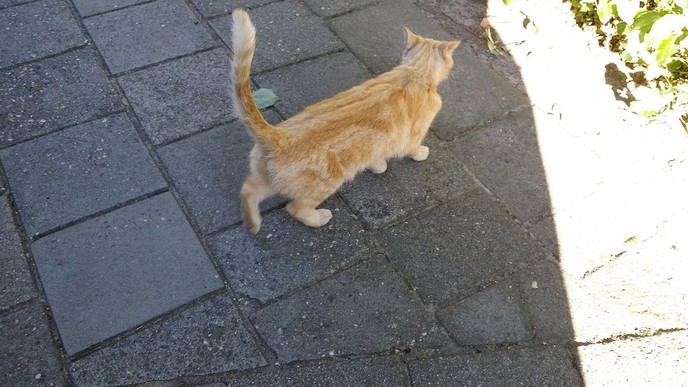 Kat gevonden - Foto: Eigen geleverde foto