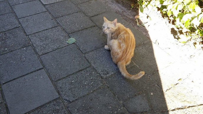 Kat gevonden - Foto: Eigen geleverde foto
