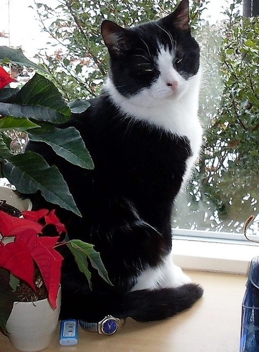 Vermiste kater in Nieuwleusen - Foto: Eigen geleverde foto
