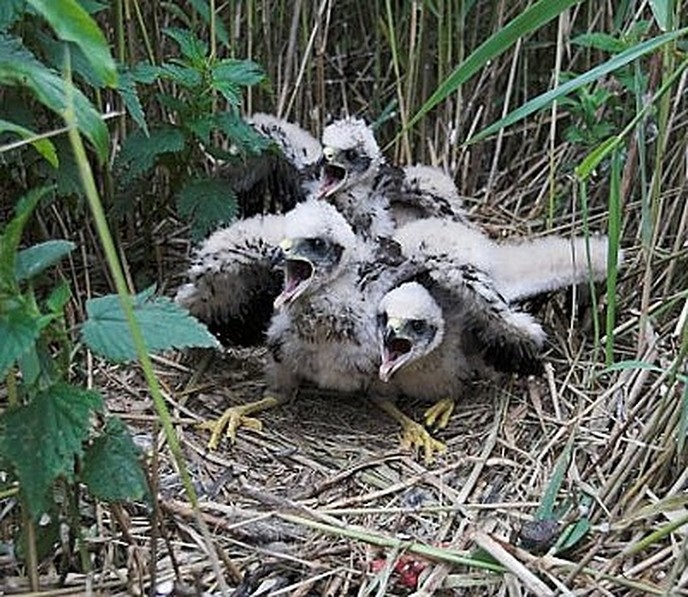 Deze natuurfotograaf deed het zo - Foto: Eigen geleverde foto