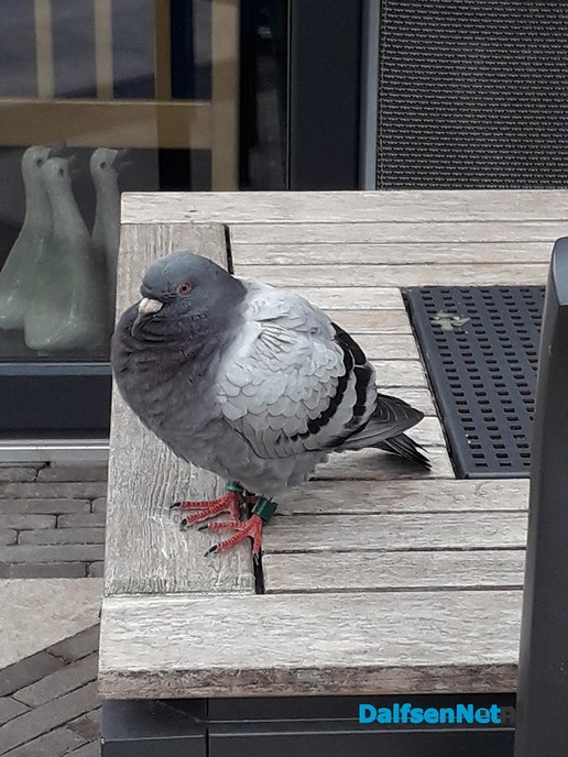Duif uit Nieuwleusen vliegt 91 kilometer per uur - Foto: Ingezonden foto