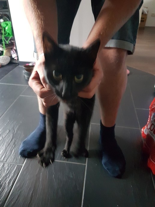 Urgentie Hoog: Gevonden zwarte kater - Foto: Eigen geleverde foto