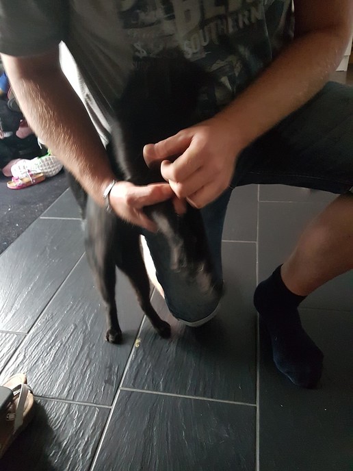 Urgentie Hoog: Gevonden zwarte kater - Foto: Eigen geleverde foto