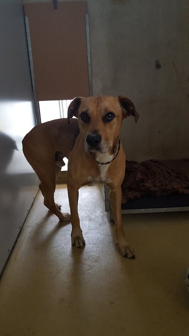 Hond gevonden - Foto: Eigen geleverde foto