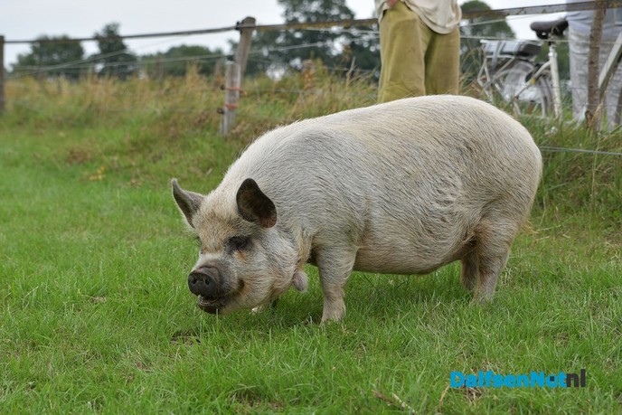 Tijdelijke stop pelgrimstocht door ziekte - Foto: Johan Bokma