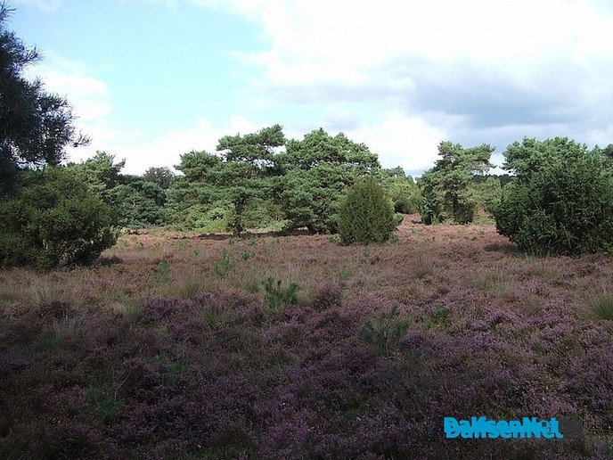 Nieuws van de boswachter: Heide Rechterense veld zeer vitaal - Foto: Eigen geleverde foto