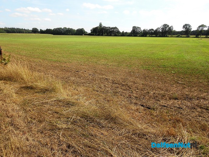 Gras begint al weer kleur te krijgen