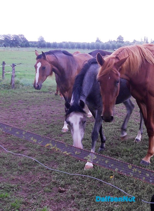 Even weer neuzen bij de paarden van Diepman