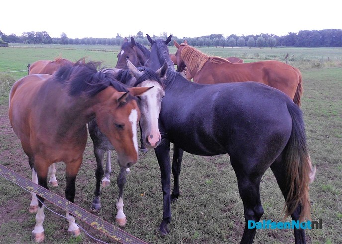 Even weer neuzen bij de paarden van Diepman